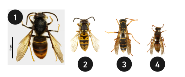 A comparison chart of hornets.