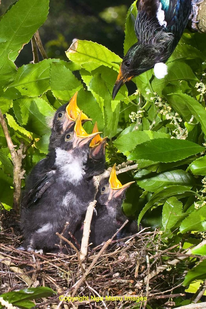 Franklin pest management delivering for local birds