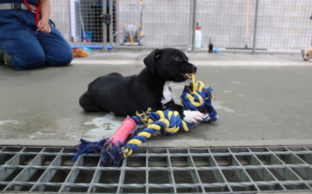 Badger (ON HOLD) tile image