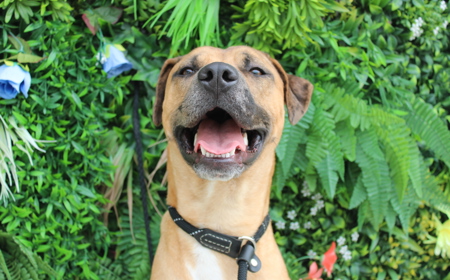 Rudolph (ADOPTED) tile image