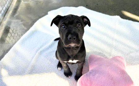 Rheagal (ON HOLD) tile image