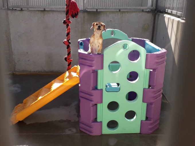 Behind the scenes: no shortage of love at Auckland's animal shelters (6)