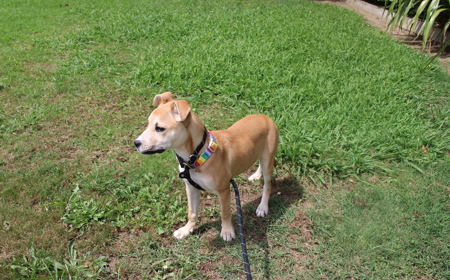 Thai (ON HOLD) tile image