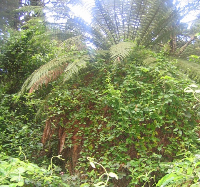 Beat the weeds: Japanese honeysuckle