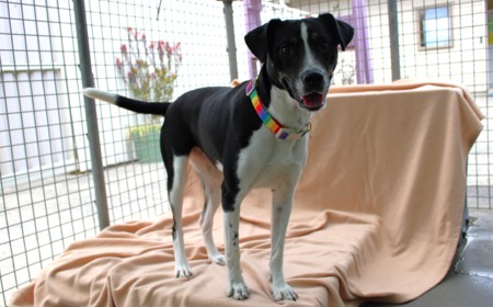 Taurus (ADOPTED) tile image