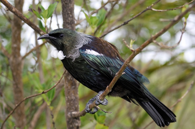 Backyard birds - Tui