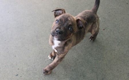 Secretariat tile image