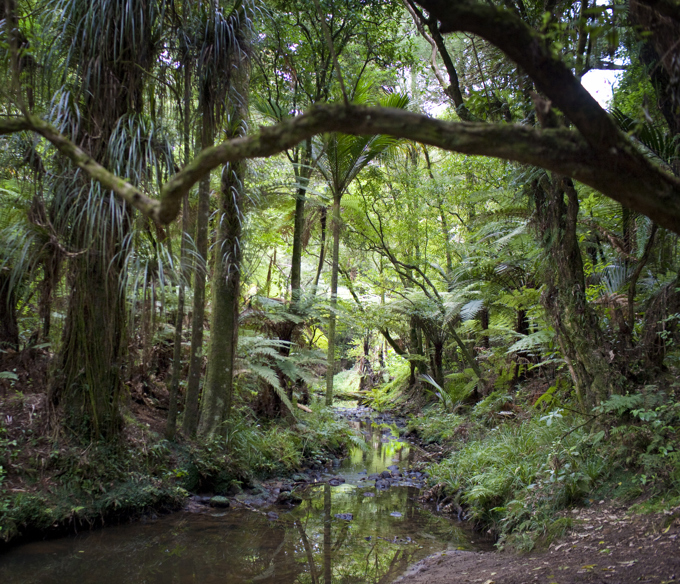 Ancient Forests Manurewa