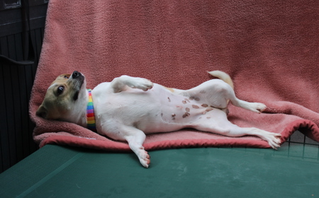 Takapō (ON HOLD) tile image