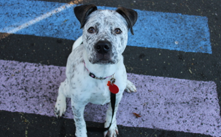 Frenchie tile image