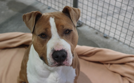 Ruakākā tile image