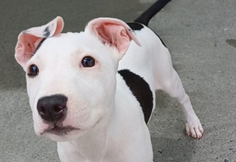 A22a90e1 546B 4825 99C0 D77d4f868efe