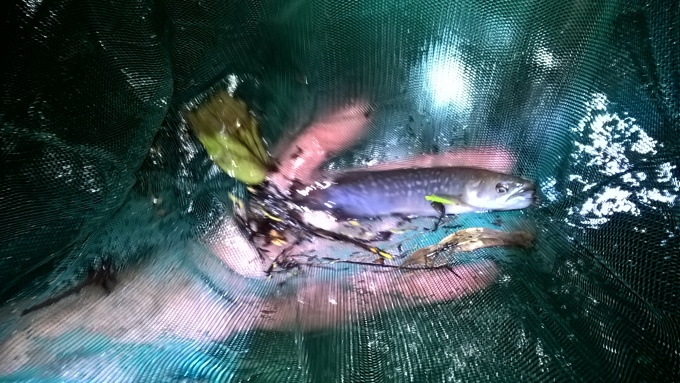 Giant kokopu examined by Auckland Biodiversity