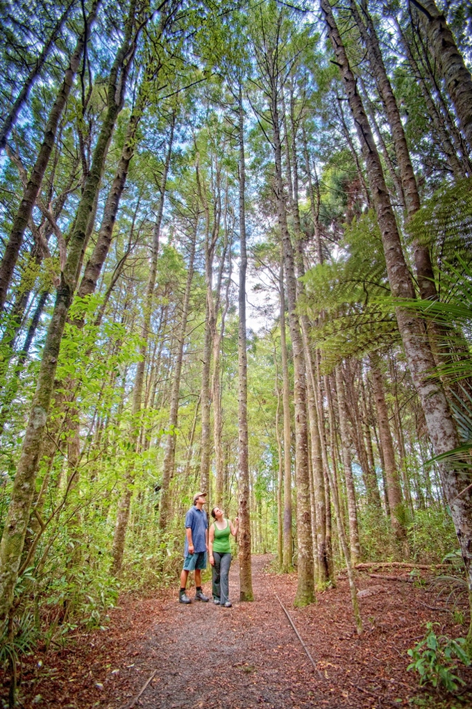 Autumn - Mar) native forest (2)_0hsmr5h5.jpg