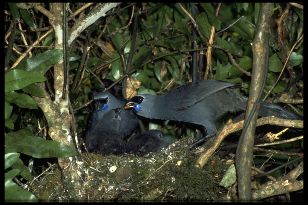 Kokako census
