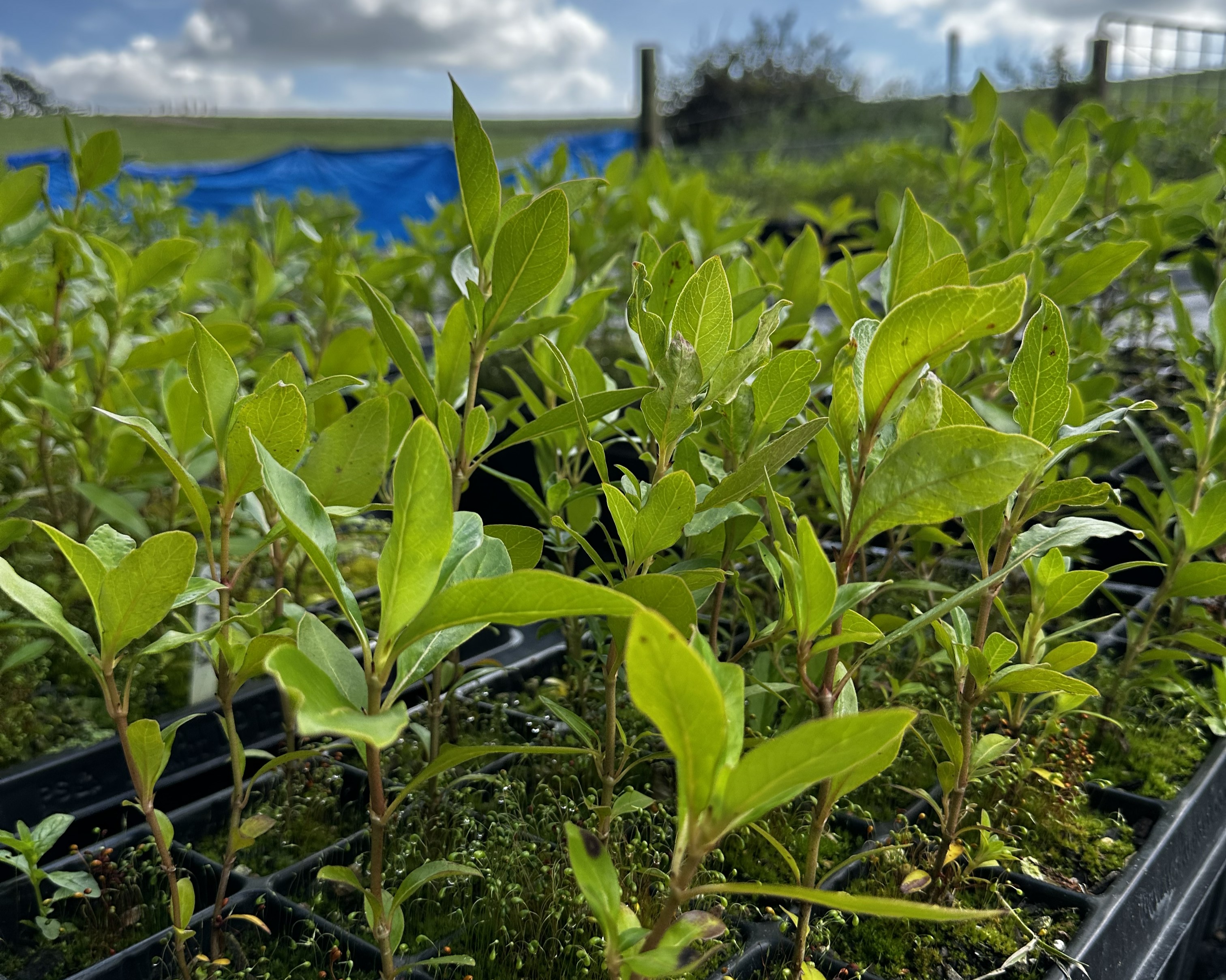 Up close view of seedings grown in a tray
