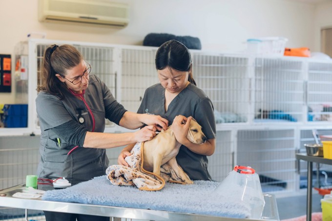 Auckland Council Desexing Clinic And Veternarian Dr Roz Holland