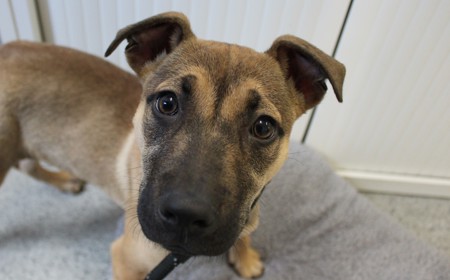 Dassie (ADOPTED) tile image