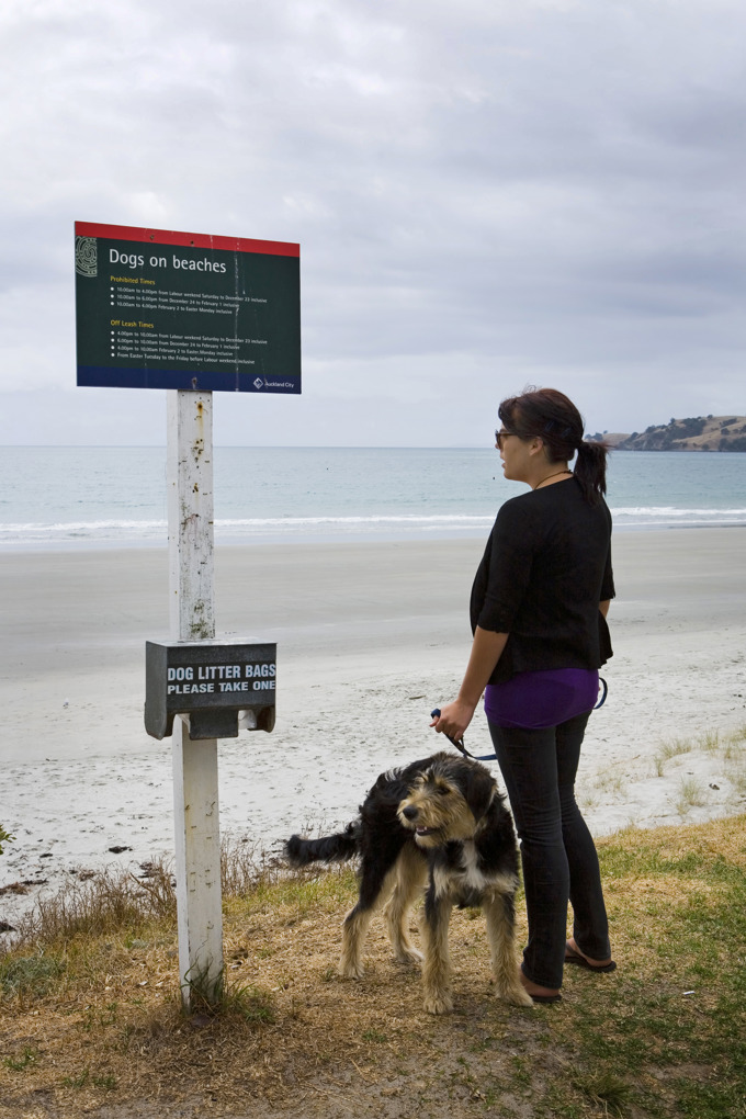 Dogs on many Auckland beaches OurAuckland