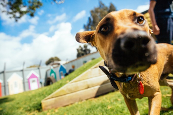 More Auckland dog owners doing the right thing