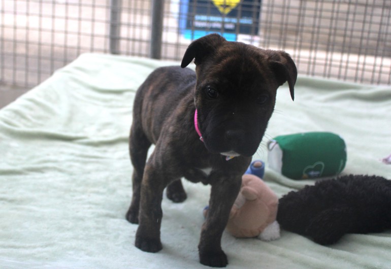 IMG 3767