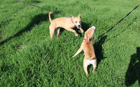 Thai (ON HOLD) tile image