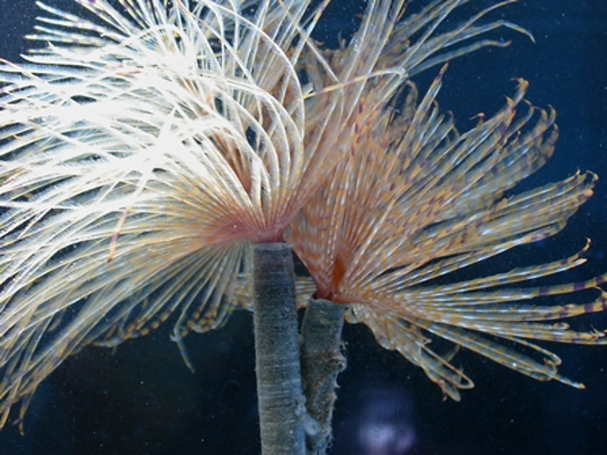 Marine pest found at Great Barrier