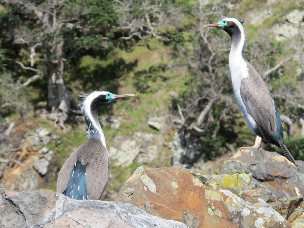 Two spotted shags in nature