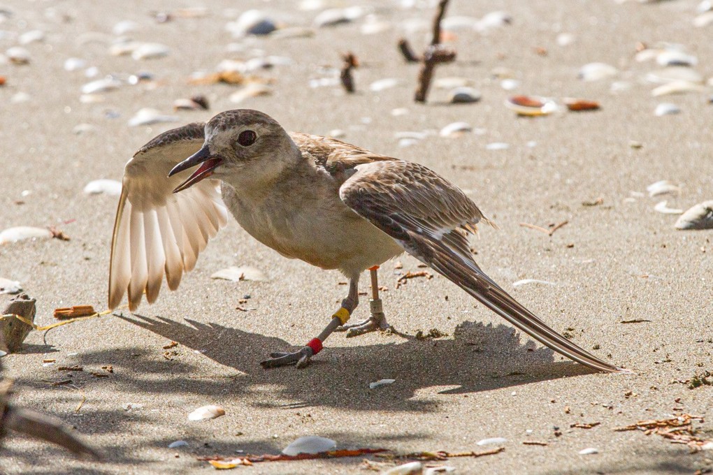A dotterel moving across the beach