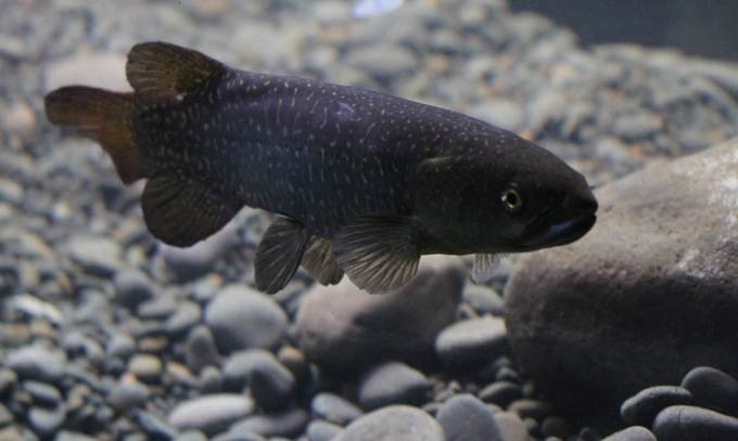 Protecting our native giant kokopu (2)