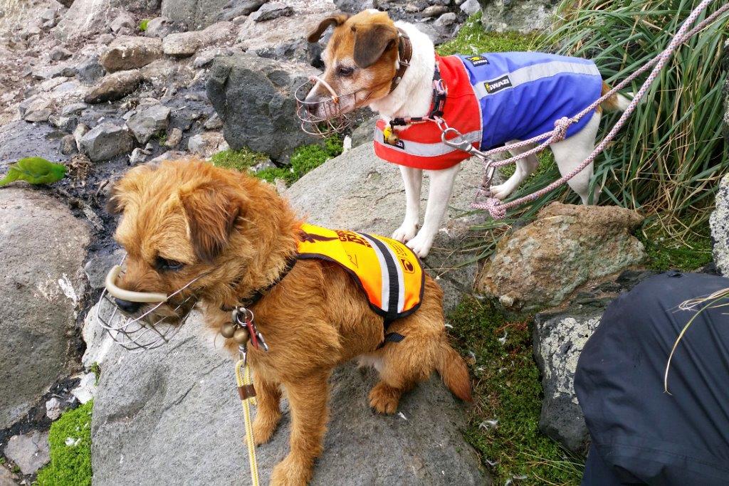 Sniffing out mice in the Antipodes Islands OurAuckland