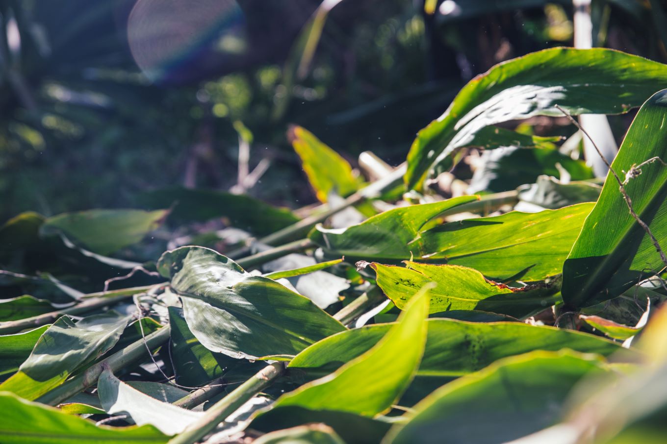 Wild ginger stems and leaves can be composted at home or left on the ground in bush areas.