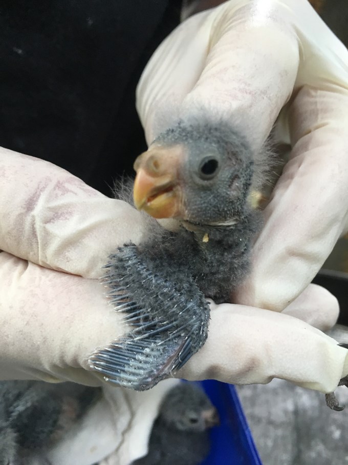 Rare chicks hatch at Auckland Zoo_2