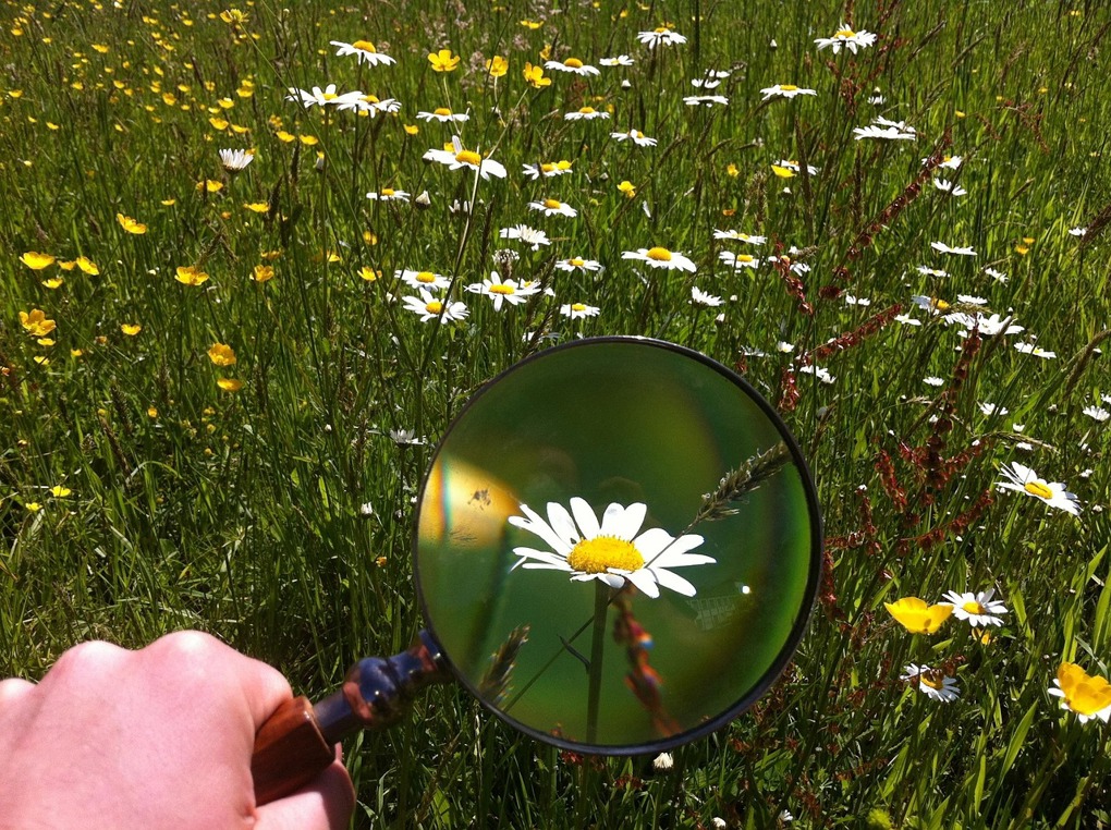 anderele-magnifying-glass-479742_1280_cqt4iirr.jpg