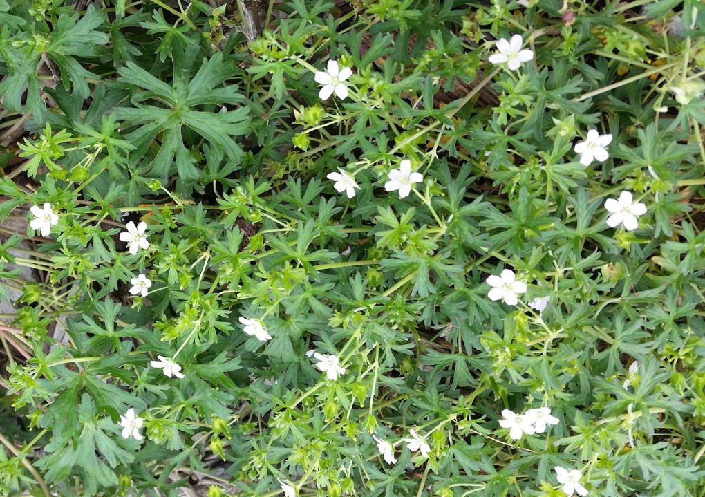 Potential new native flower species blooms from Waterview Connection