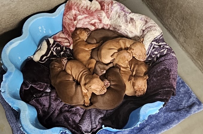 Dumped Puppies At Manukau Shelter
