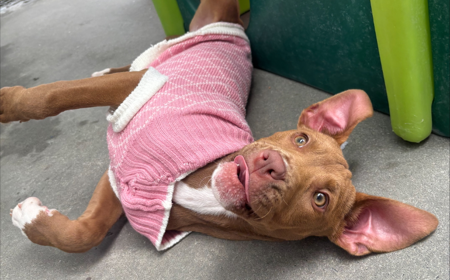 Hot Dog (ADOPTED) tile image