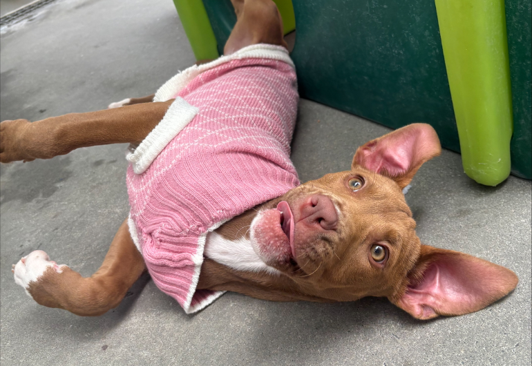 Dog Tile Image Hotdog 3 770X530