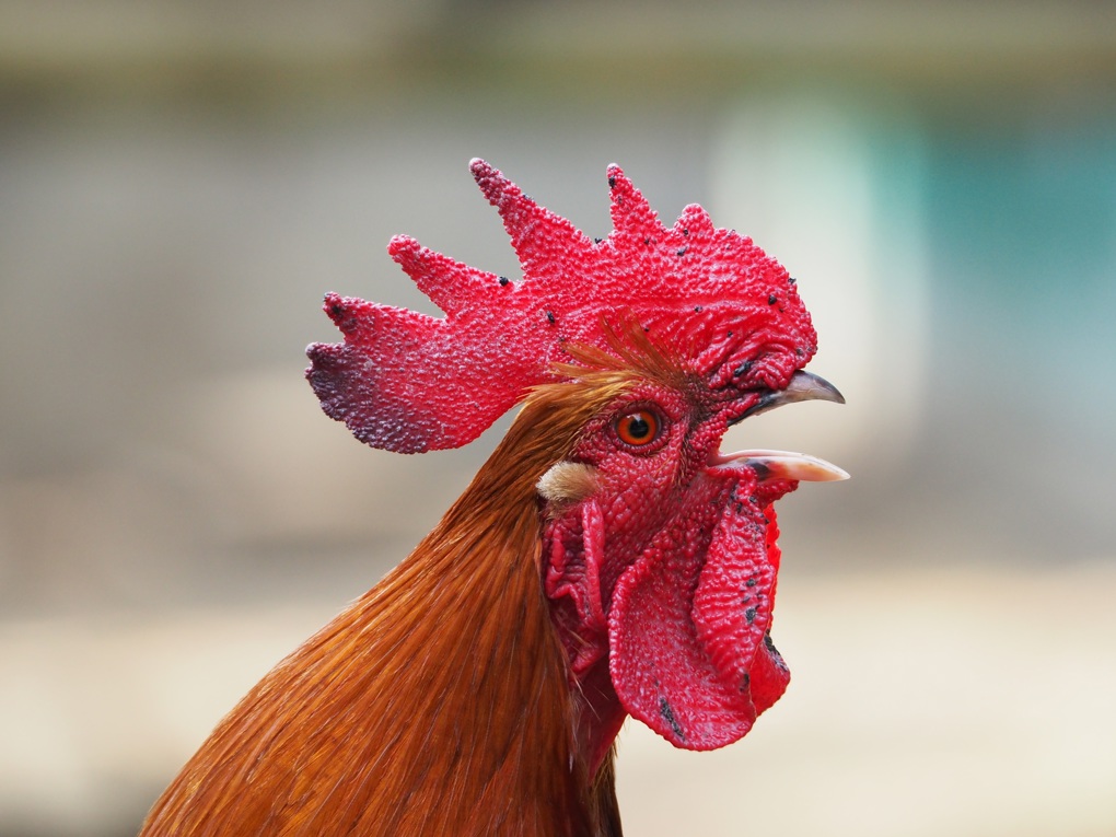 Rooster crowing