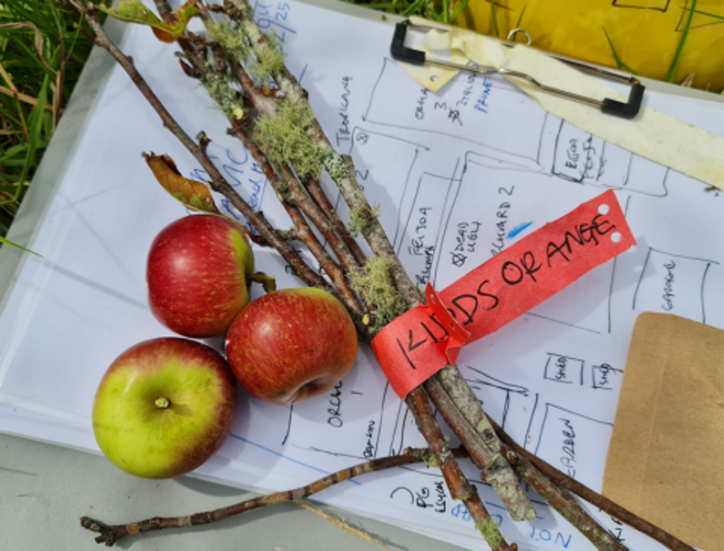 Response 165 Kai Rākau Heritage Food Tree Tour, BBQ & Picnic!