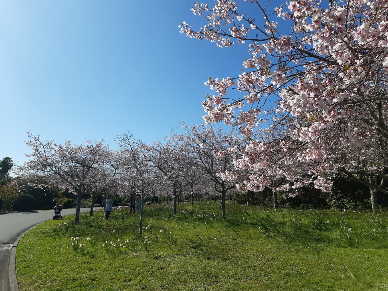 Auckland Botanic Gardens blossoming with ideas for families OurAuckland