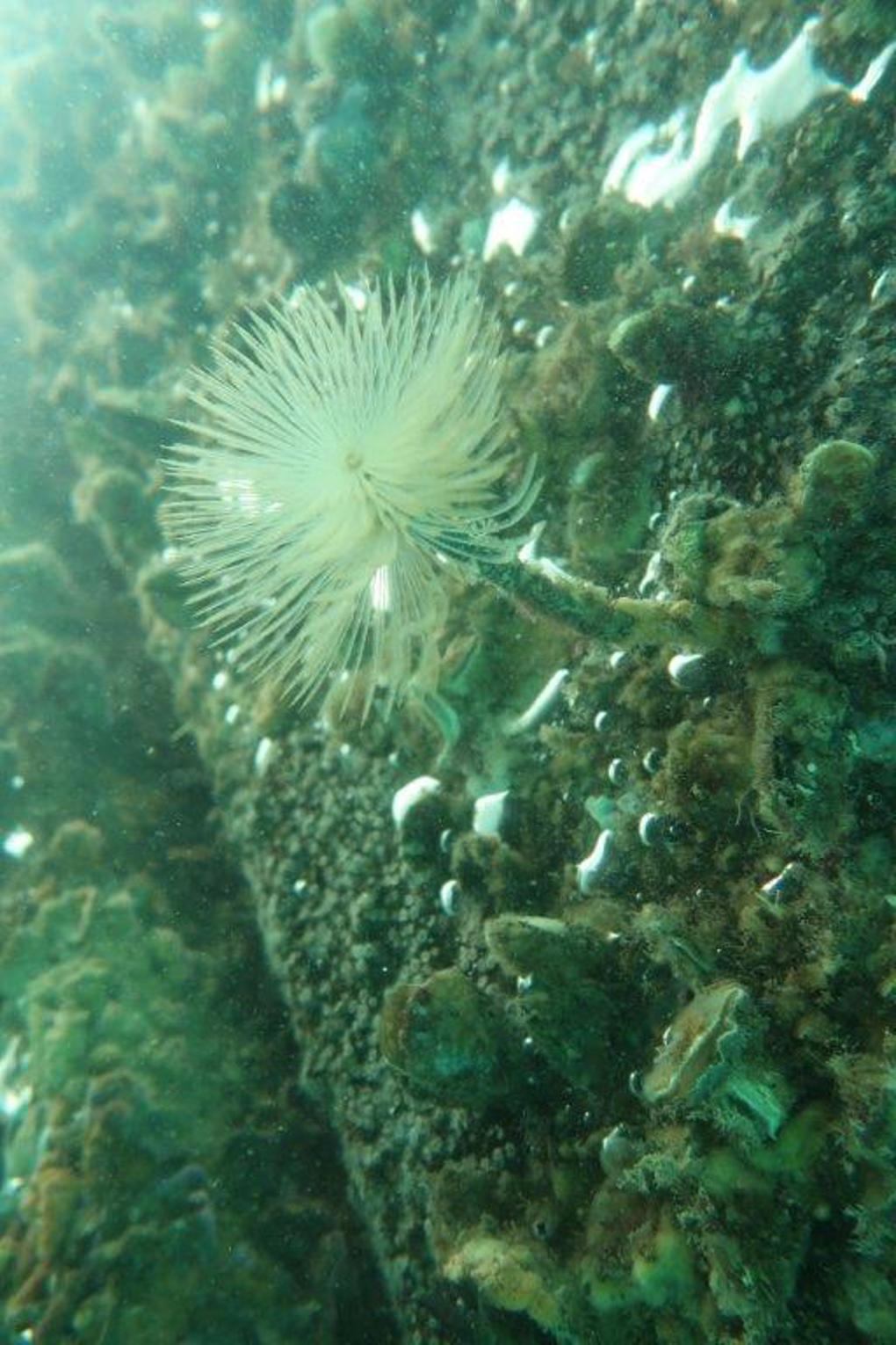 Fanworm.jpg (1)