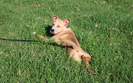 Maple (ON HOLD) tile image