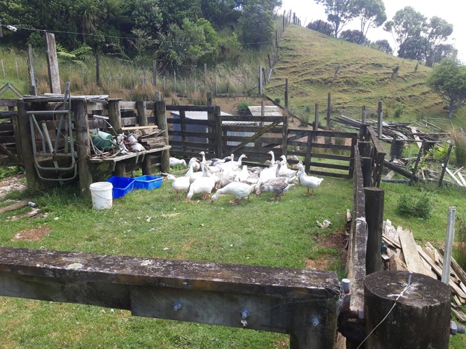 Re-homing geese a feather in council’s hat 1