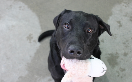 Batman (ON HOLD) tile image