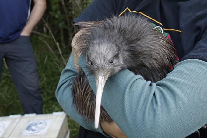 Kiwi release Motutapu 4
