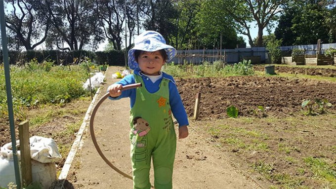 Community gardens provide skills, food and savings in south Auckland (1)