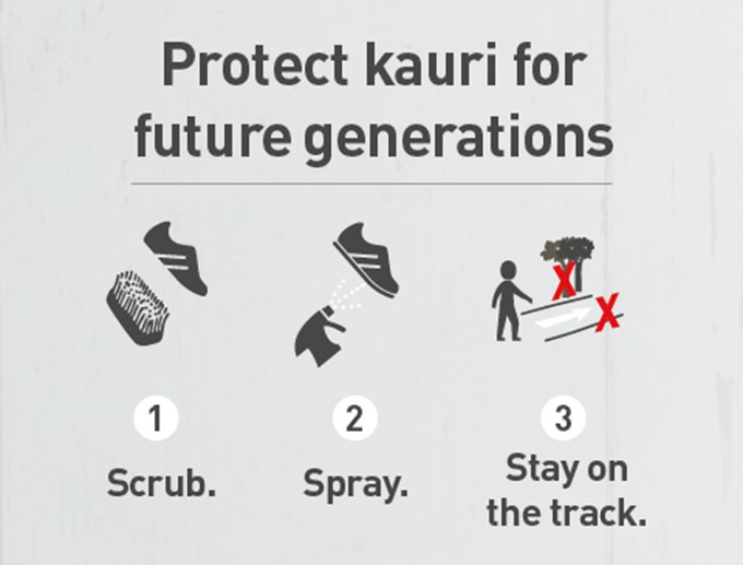 Kauri dieback infographic