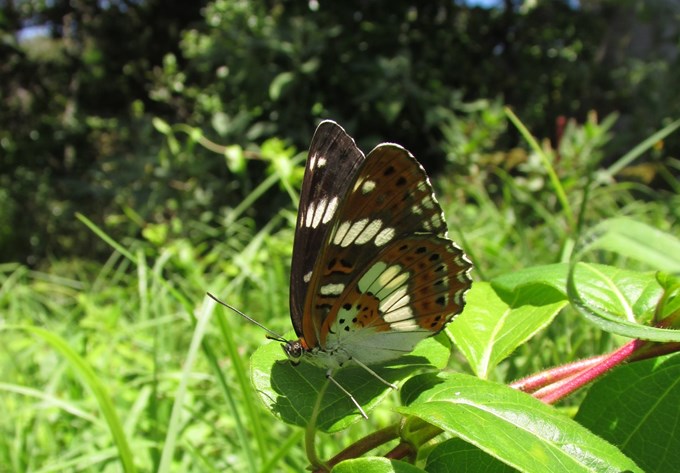 Butterflies declare war on Waiheke weeds