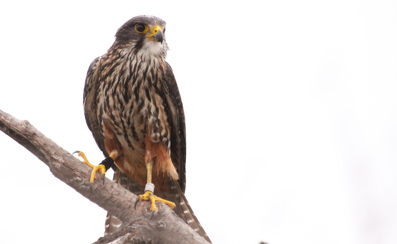 Male kārearea perched on branch.